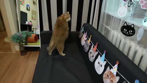 Happy birthday Hosico!