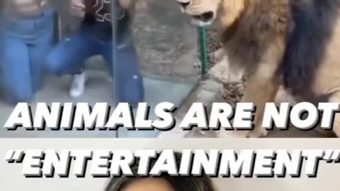 Animal are not entertain