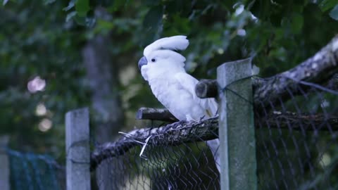 dancing parrot, nature miracle, cue birds