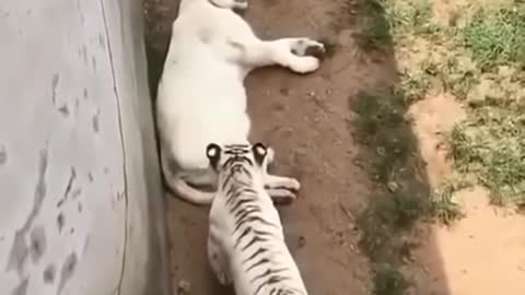 TIGER VS WHITE LION