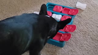 Cute dog tries out treat puzzle