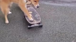 Santa Claus Dog on Skateboard! Happy Holidays