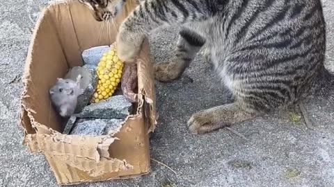 Funny video for cat 🐈😻