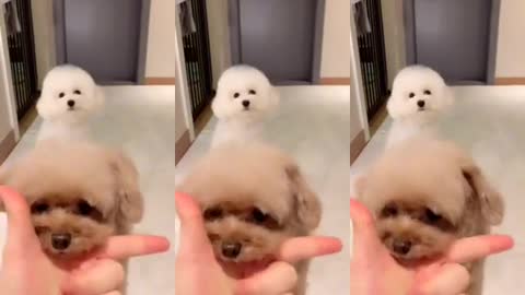 미소🐻아라🐩콜라보