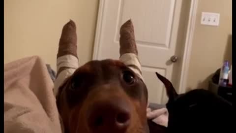 Doberman just stares at woman with funny look on it's face!