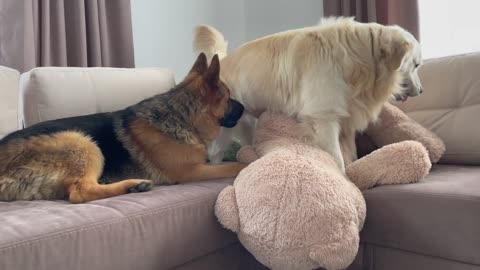 Golden Retriever doesn't want to share his toy with a German Shepherd