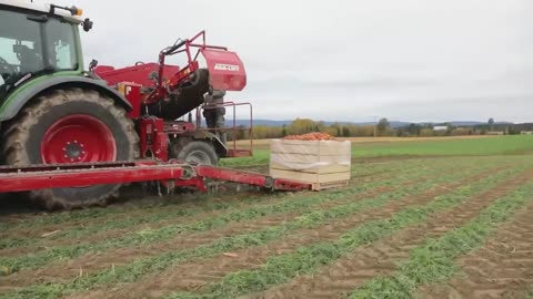 Carrot Juice Making Process | Modern Carrots Harvesting Machine | How Carrot Juice Is Made