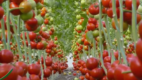 Outstanding, top-notch tomato farm in the world