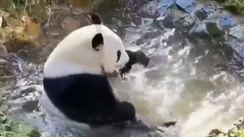 Panda Bear takes a bath