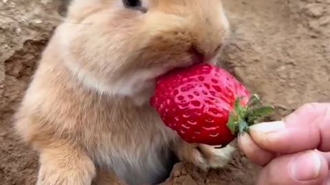 The rabbit is eating strawberries🍓🍓🍓🍓🍓🍓🍓🍓🍓🍓