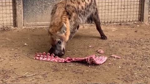 Hyena eats bone in thirty seconds