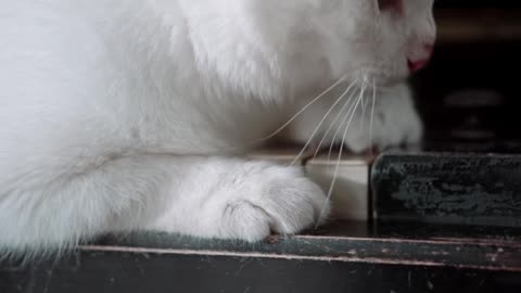 Cute Little Cat | Cute Animal Video Full HD | #cutecat #animalvideo