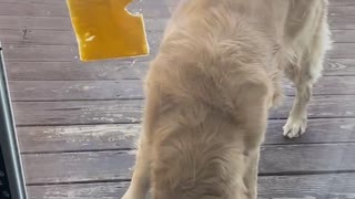 Harper the Golden Retriever Struggles with Cheese on Glass Door