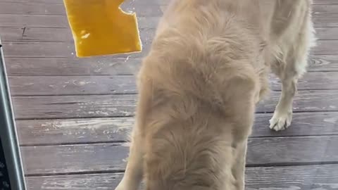 Harper the Golden Retriever Struggles with Cheese on Glass Door