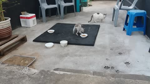 A baby cat with an excess of adrenaline.(63day old cat - part6)