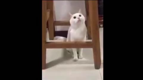 Cat funny videos 😹 | Animals funny video | #funny#animals#funnymoments#animalfunnymoments