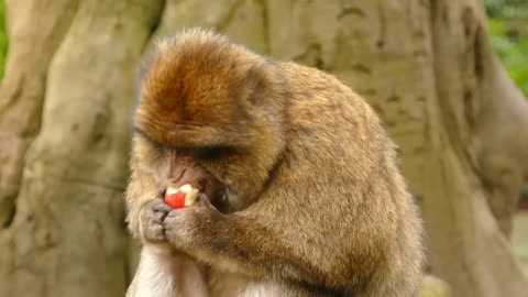 A monkey 🐒 eating a apple