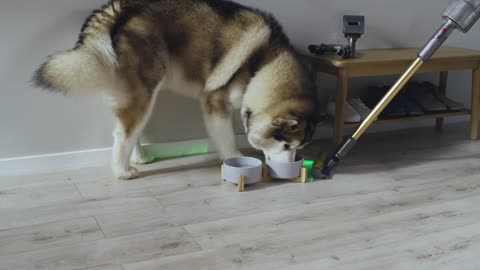 How to use the Pet grooming kit on your Dyson cordless vacuum