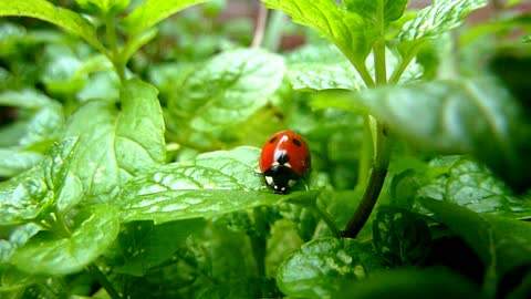 ladybird beautiful mooi