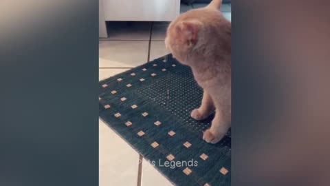 Funny cat videod