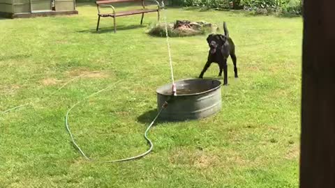 Excited dog thrilled by homemade water fountain