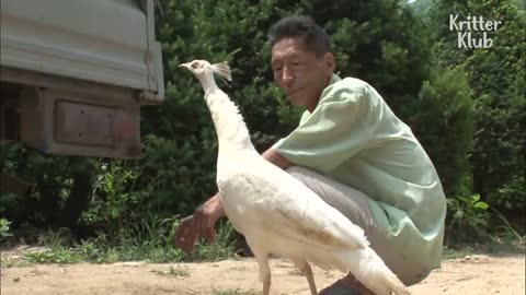 Not Even A Pet Dog Tastes Water In A Cup Like This Elegant White Peacock _ Kritter Klub