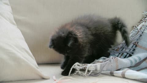 A Pet Kitten Playing With A Blanket In The Sofa