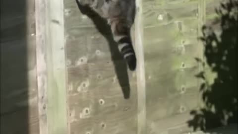 Why Cats Always Land On Their Feet