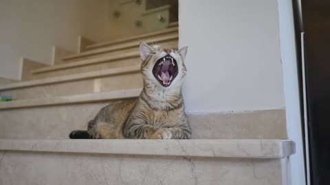 cat yawn home sleepy animal kitten kitty