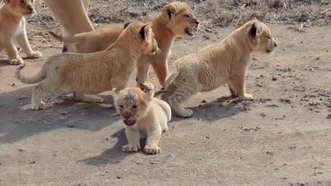 Cute baby lions