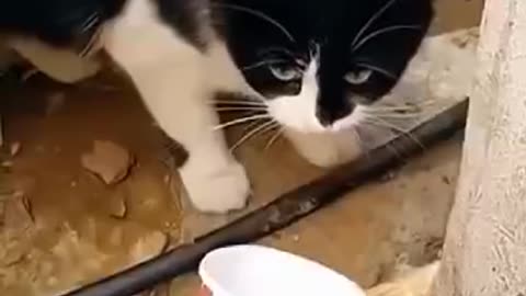 Funny cats