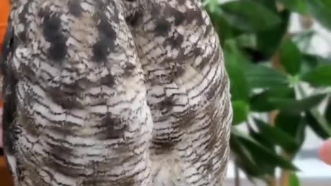 beautiful owl