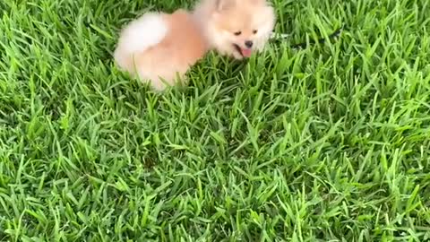Pomeranian Puppy Tired From Playing At The Park