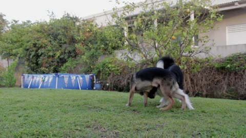 Dogs Playing