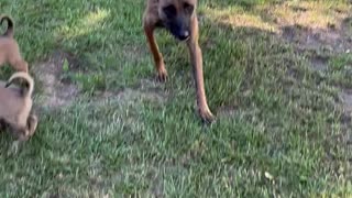 Momma dog gives her steak to her puppies.🥰