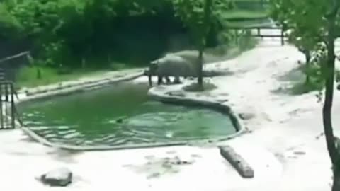 Elephant rescue the baby elephant