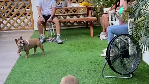 French Bulldogs Bounce Around With Balloon