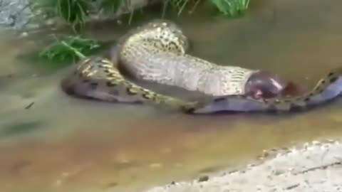 anaconda vomit