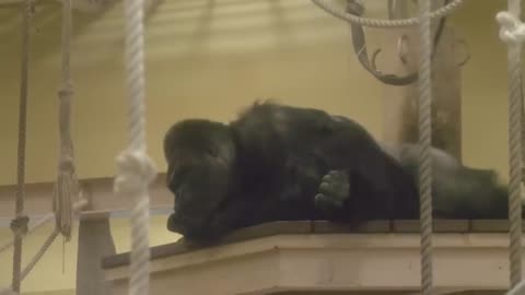 Silverback Gorilla Adores His Son, But Shows Him Who Is Boss.