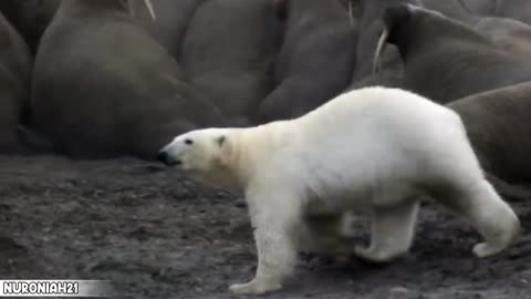 Polar Bear vs Walrus - Planet Earth