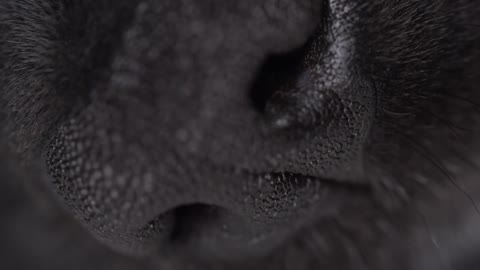 Labrador Retriever puppy macro close up of his nose