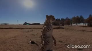 Cheetah grew up with Meerkats now acts like one