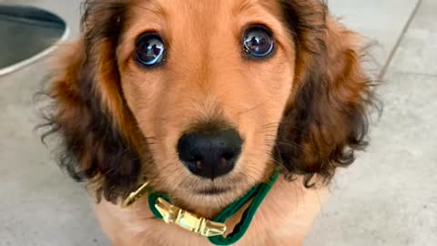 Winston, Winston Wienie ✨ #jefferybezos #puppylove #doggo #sausagedog