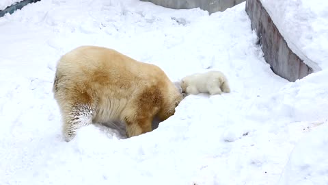 Polar bear baby snow white 🐻‍❄️
