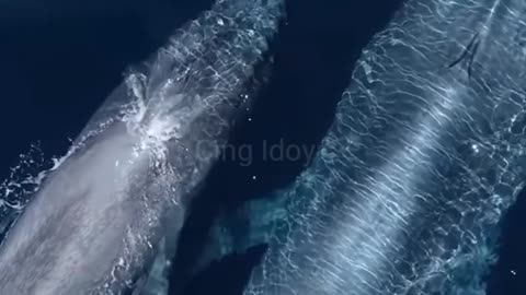 That's the way the whale breathes is amazing