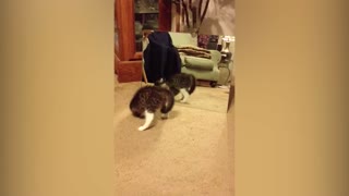 Kitten Has Adorable Reaction To Seeing Own Reflection