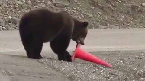 While people are in quarantine, the bear is repairing the road