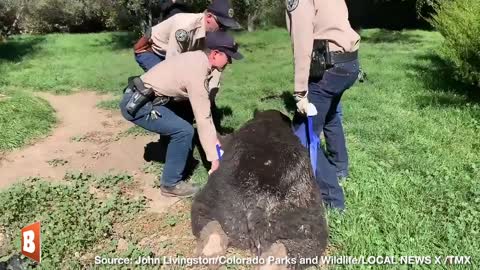 5 Men and a Tranquilizer: 400 lb Bear Found Under Colorado Deck, Removed