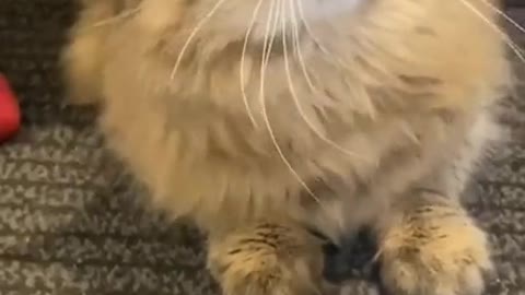 Funny videos - Funny cats