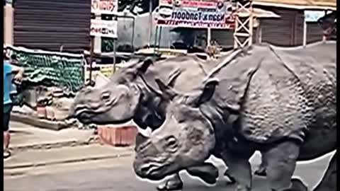 How did these two rhinos end up in the street?